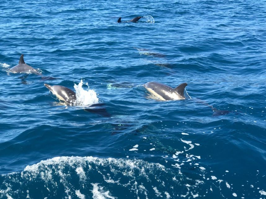Madeira: Whale and Dolphin Watching Private Cruise - What to bring, and what can’t go onboard