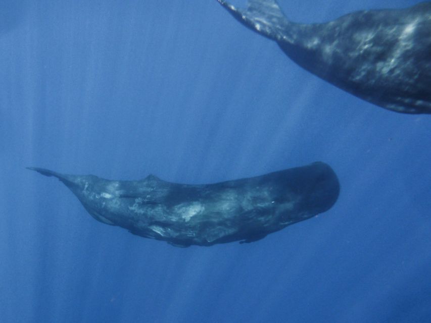 Madeira: Whale and Dolphin Watching Tour - How to Make the Most of Your 2 Hours