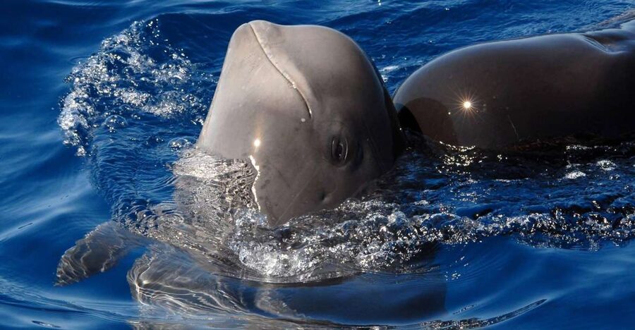 Madeira: Whale and Dolphin Watching Tour - Ponta de São Lourenço: Where the Wildlife Action Happens
