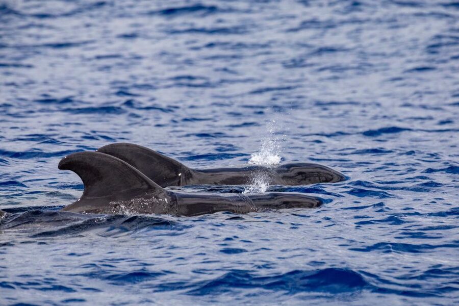 Madeira: Whale and Dolphin Watching Tour - Summer Add-On: Snorkeling and Swimming Stop