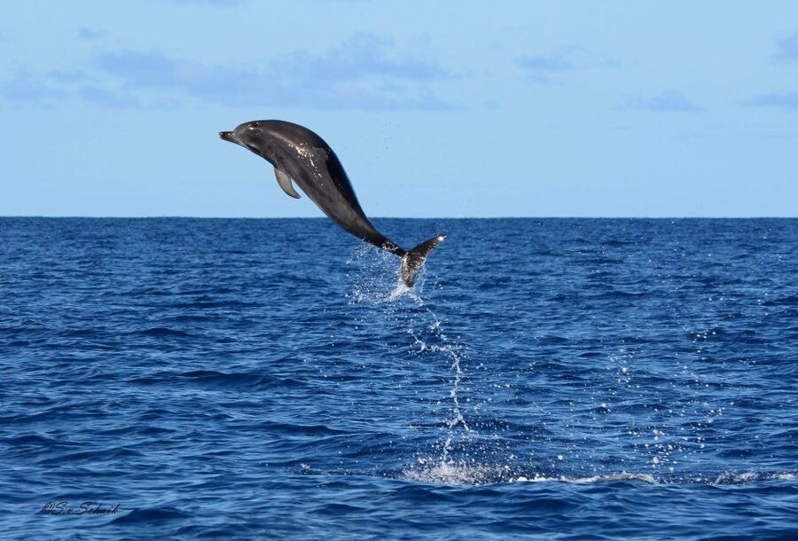 Madeira: Whale and Dolphin Watching Tour - Who This Tour Suits Best (And Who Should Skip It)