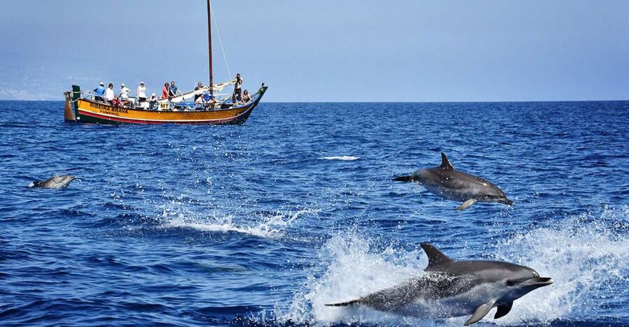 Madeira: Whale Watching Excursion in a Traditional Vessel - Key moments that make this Madeira whale watching tour worth your time