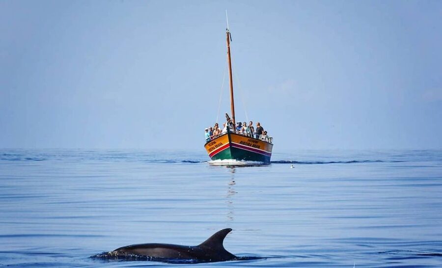 Madeira: Whale Watching Excursion in a Traditional Vessel - Views of Madeira’s coastline from offshore, not just from the road