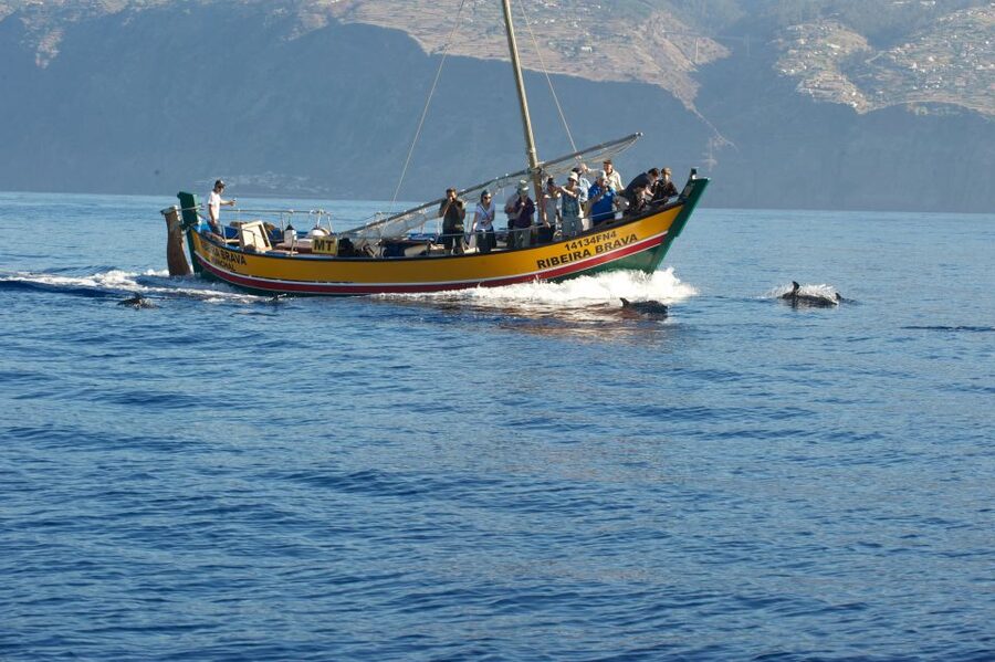 Madeira: Whale Watching Excursion in a Traditional Vessel - How likely are you to see whales and dolphins? (85.6% success rate)