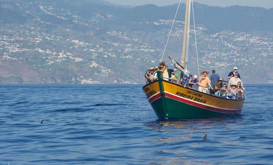 Madeira: Whale Watching Excursion in a Traditional Vessel - Who this tour suits best, and what to consider before you go