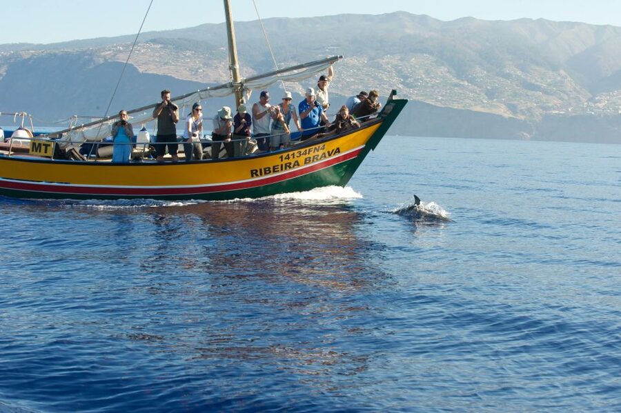 Madeira: Whale Watching Excursion in a Traditional Vessel - Should you book this Madeira whale-watching trip?