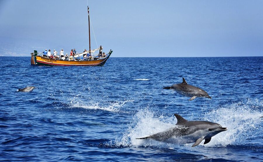 Madeira: Whale Watching Excursion in a Traditional Vessel - Meeting the crew in the marina, then sailing toward protected marine areas