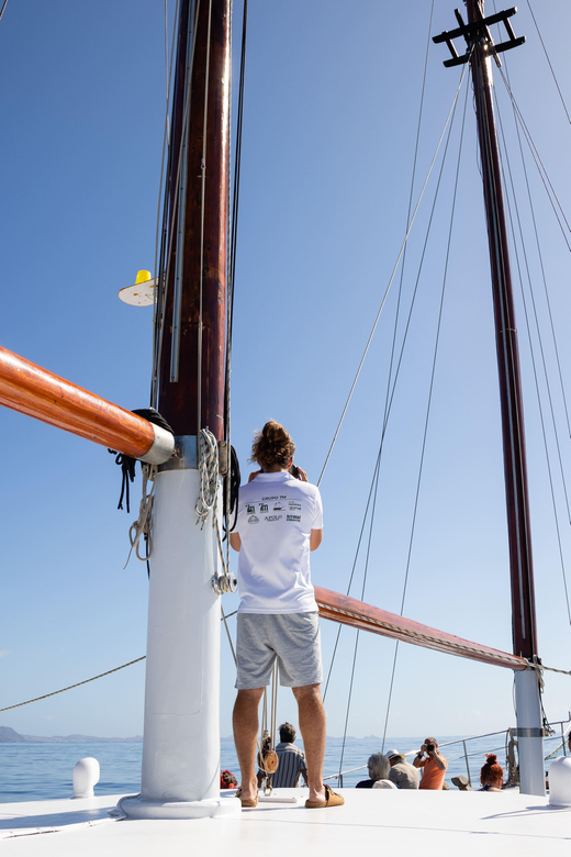 Madeira : Whales and Dolphins wooden boat excursion - The 3-hour rhythm: dolphins, whales, and a possible Cabo Girão swim