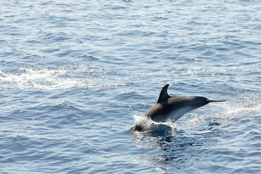 Madeira : Whales and Dolphins wooden boat excursion - Comfort on a wooden boat: shade, seating, and onboard basics