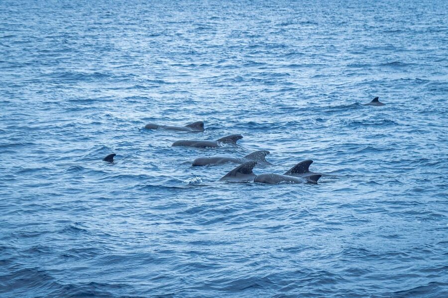 Madeira : Whales and Dolphins wooden boat excursion - How the crew finds wildlife: what to expect from the search