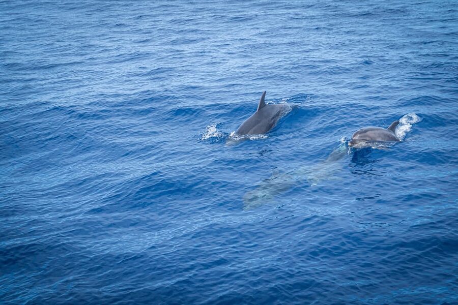 Madeira : Whales and Dolphins wooden boat excursion - What to pack: make the boat and the swim easy