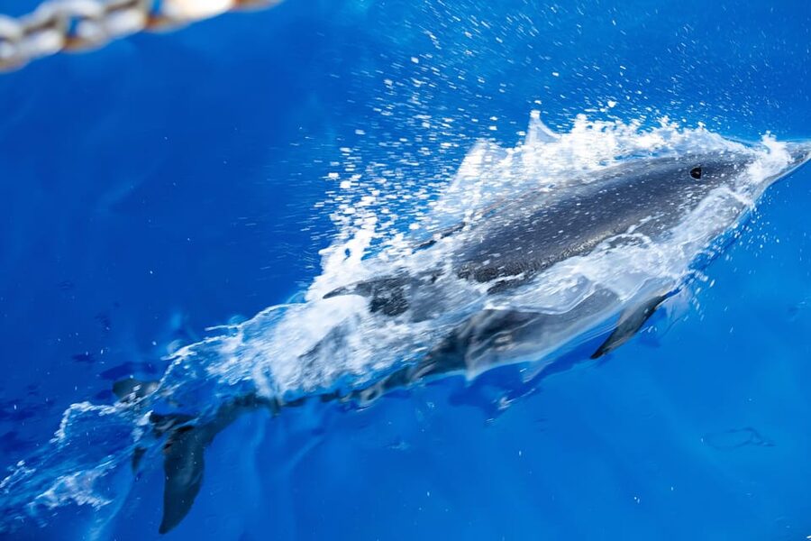 Madeira : Whales and Dolphins wooden boat excursion - Who should book this cruise, and who might hesitate