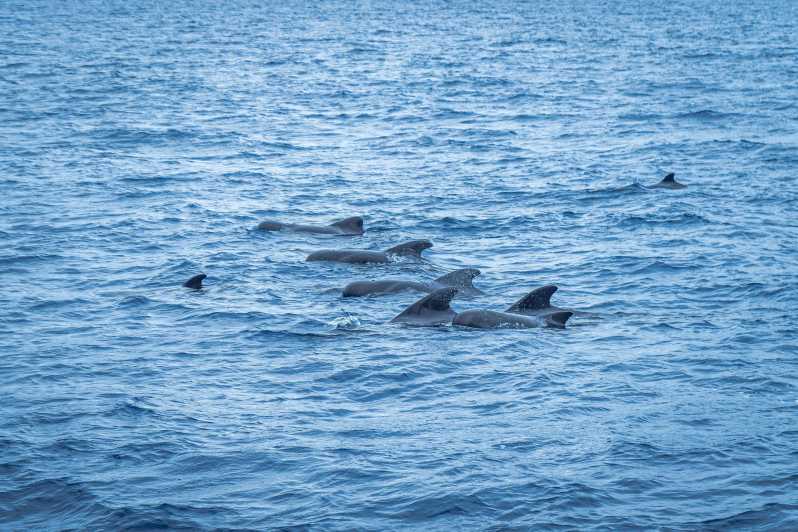 Madeira : Whales and Dolphins wooden boat excursion - Pier 8 in Funchal: finding the Bonita da Madeira kiosk fast