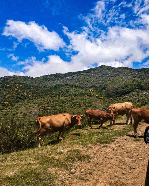 Madeira Wild West 4X4 Tour Safari - Weather, road changes, and how to dress like a local