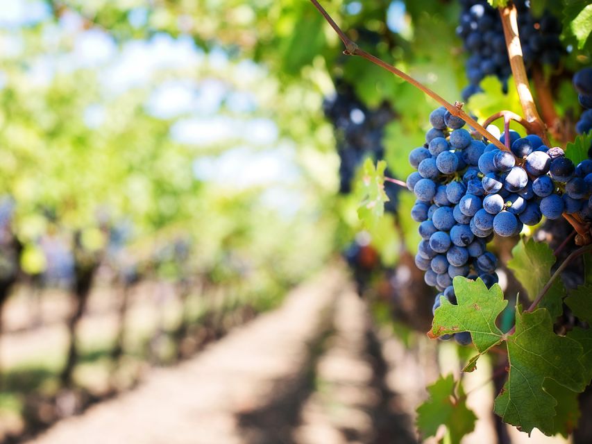 Madeira: Wine Safari Jeep Tour with Local Guide - The Miradouro da Encumeada stop, plus off-road fun