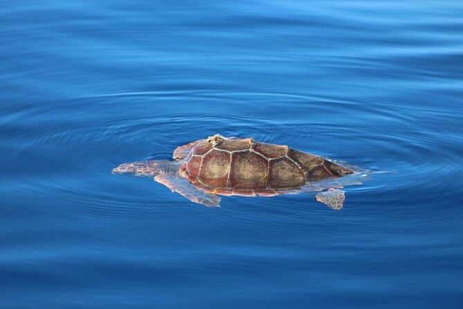 Magic Dolphin Celebrity - Jeep plus catamaran: the smart way to see Madeira fast