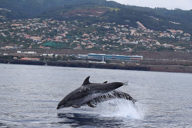 Magic Dolphin Celebrity - Wildlife spotting off Funchal: how the crew turns watching into learning