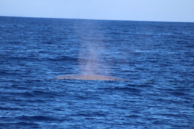 Magic Dolphin Celebrity - The return ride: bays of Funchal and Reid’s Hotel views