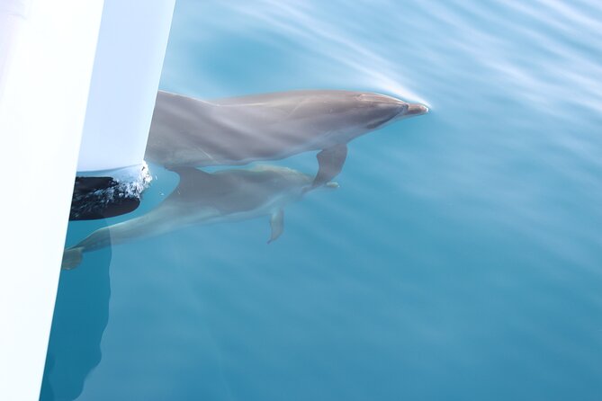 Magic Dolphin Celebrity - How long is it, and when should you book