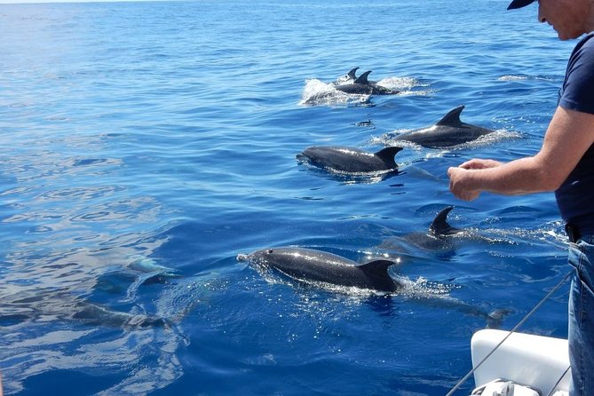 Magic Dolphin Celebrity - The boat experience: space, calm, and why 25 people matters