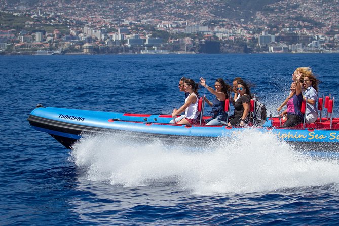 Magic Dolphin Sea Safaris - Key Highlights You Should Care About