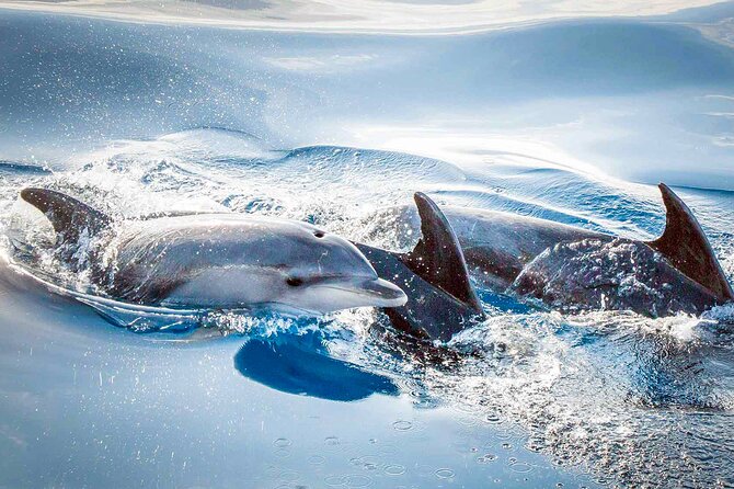 Magic Dolphin Sea Safaris - The Two-Trip Option If Wildlife Doesn’t Show