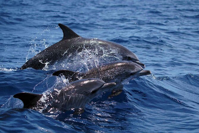 Magic Dolphin Sea Safaris - Comfort and the Speedboat Reality Check