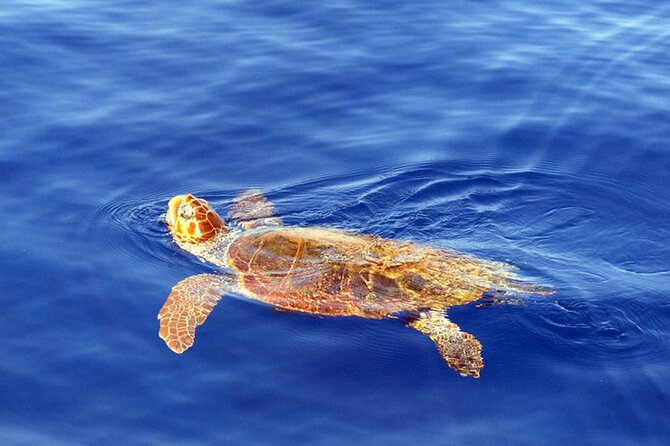 Magic Dolphin Sea Safaris - Spotting Species Like a Pro: What to Watch For