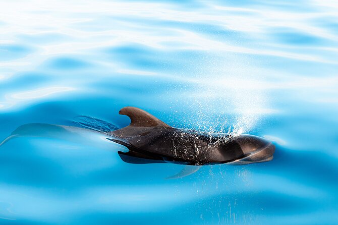 Magic Dolphin Sea Safaris - The On-Water Experience: Safety Briefings and Onboard Guidance