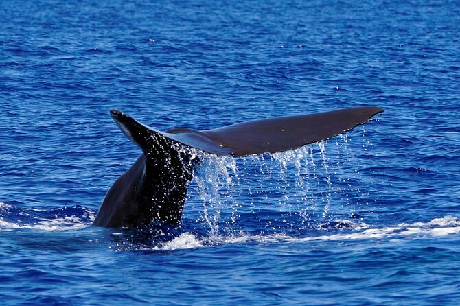 Magic Dolphin Sea Safaris - Price and Value: What About $60 Gets You