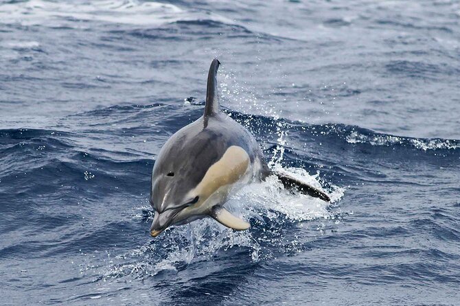 Magic Dolphin Sea Safaris - How the Spotters Work, and Why It Matters for Your Chances