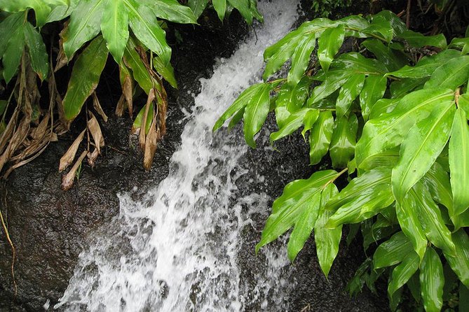 Maroços Mimosa Valley Levada Walk from Funchal - Duration and pacing: what “4 hours” really means