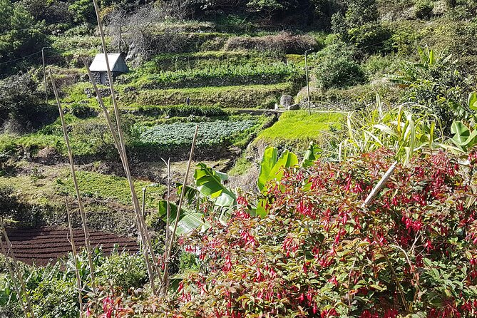 Maroços - Mimosa Valley Walk - Meeting in Funchal: the simple way to start