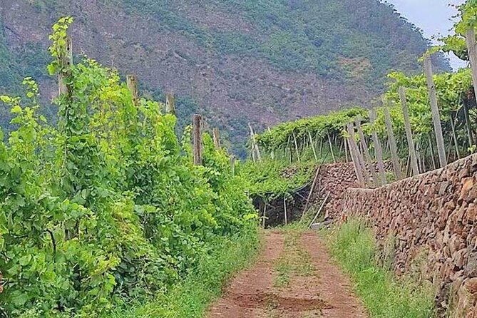 North Tour & Wine Tasting - 4x4 (Small Groups) - Santana: Thatched Roof Houses and Real-World Architecture