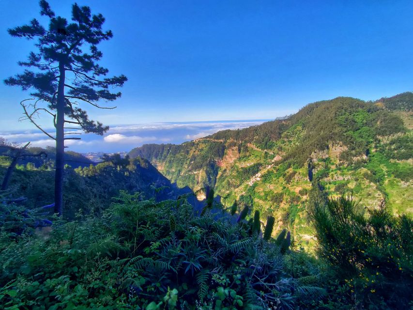 Nun's Valley - Eira do Serrado: Eucalyptus Air and Chestnut Tree Backdrops