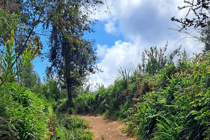 On the Rhythm of a Levada Walk: Madeira cider tasting and lunch - The Serra do Faial Levada Walk Through Apples and Forest