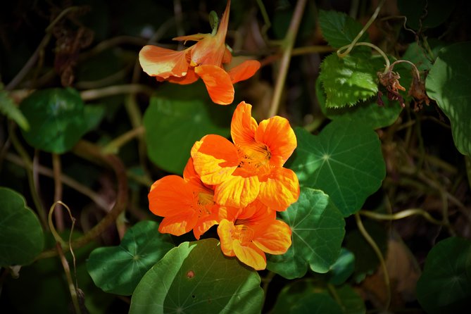 Paradise Valley Beauty Walk - Walking the Levada of Serra do Faial from Vale do Paraíso to Rochão