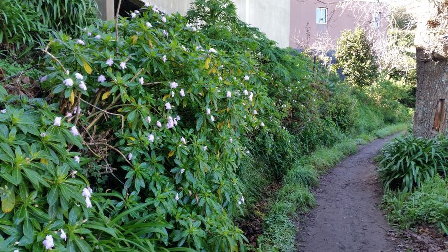 Paradise Valley half-day morning walk. - Price and value: is $41 per person worth it?