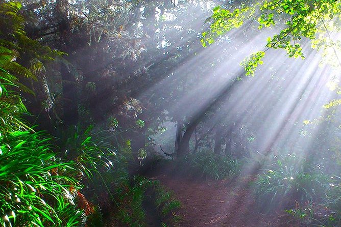Paradise Valley - Levada Walk - Walking the Levada da Serra do Faial through eucalyptus shade