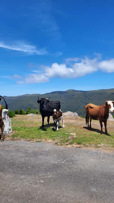 Pico Arieiro, Santana, São Lourenço & more – Full Day+PickUp - Santana lunch time, triangular houses, and a slower village rhythm