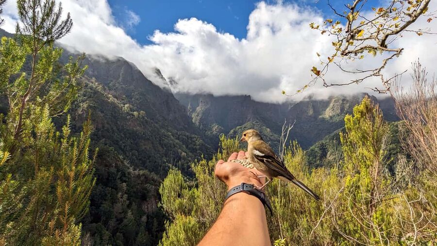 Pico do Arieiro in 4h: Immersive Private Tour - The Funchal Ecological Park Stop You Can Do Two Ways