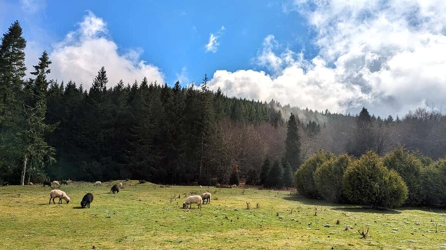 Pico do Arieiro in 4h: Immersive Private Tour - Camacha: Football’s Local Origin Story Plus Water-System Insight