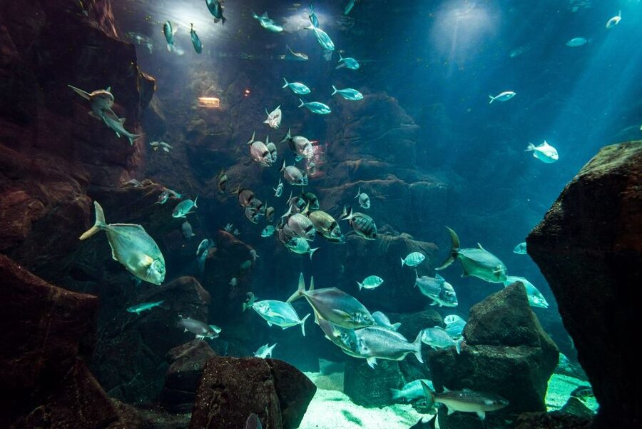 Porto Moniz: Diving with Sharks and Rays in Madeira Aquarium - Aquário da Madeira in Porto Moniz: why this setup beats the open sea