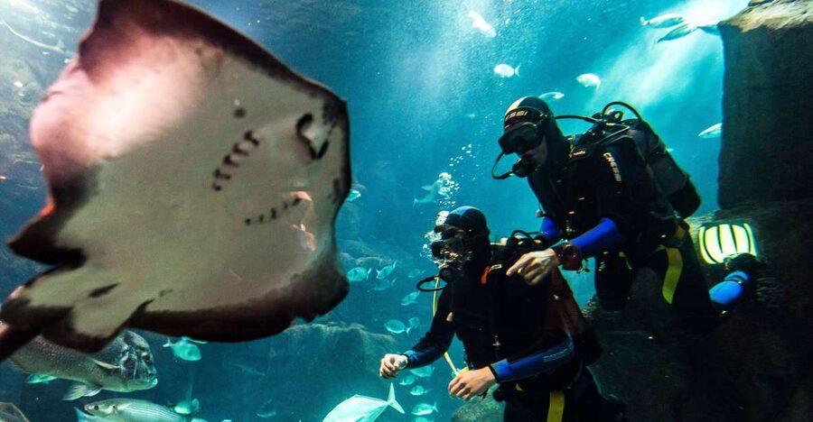 Porto Moniz: Diving with Sharks and Rays in Madeira Aquarium - Using scuba equipment in a controlled tank: the moment everything clicks