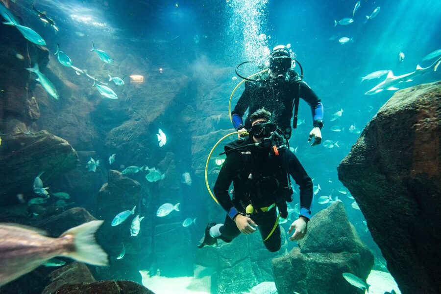 Porto Moniz: Diving with Sharks and Rays in Madeira Aquarium - Should you book this aquarium plus tank session in Porto Moniz?