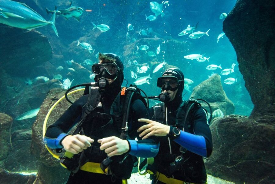 Porto Moniz: Diving with Sharks and Rays in Madeira Aquarium - Pre-session briefing and your warm-up in the natural ocean pool