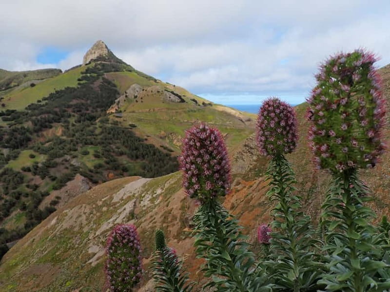 Porto Santo: Terra Chã and Pico Branco Hiking tour - How the Guide Spots Porto Santo Flora, Aromatic Shrubs to Rare Plants