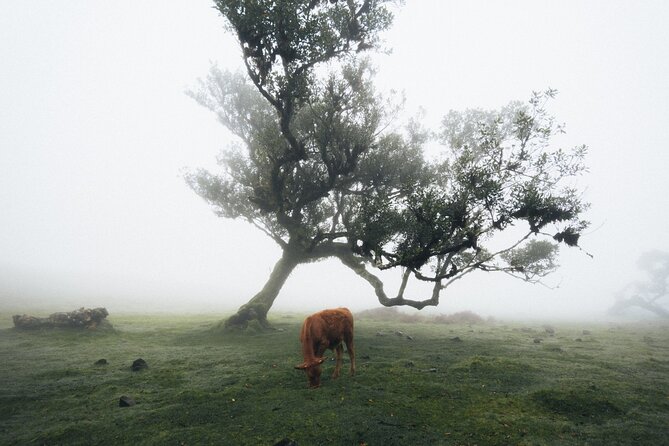PR13 Vereda do Fanal Mystical Self-Guided Hiking with Transfer - Price and logistics: what your $41.12 really buys