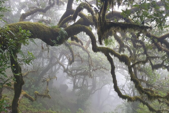 PR13 Vereda do Fanal Mystical Self-Guided Hiking with Transfer - Timing: starting at 8:00 am and enjoying the whole day