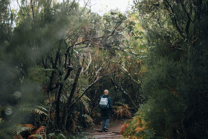 PR13 Vereda do Fanal Mystical Self-Guided Hiking with Transfer - Who should book this PR13 hike with transfer